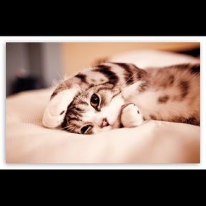 Meet your Posher, Lizzie